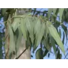 Эвкалипт листья