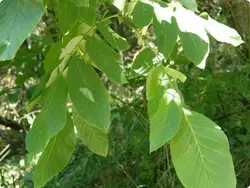 Листья грецкого ореха