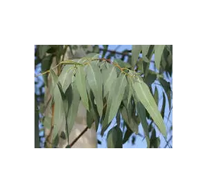 Евкаліпт листя ,Eucalypti folium
