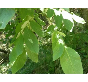 Листья грецкого ореха
