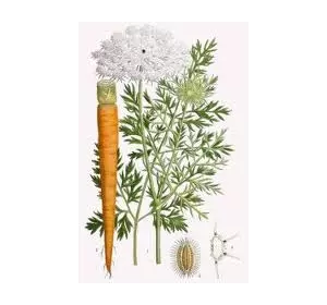 Семена дикой моркови